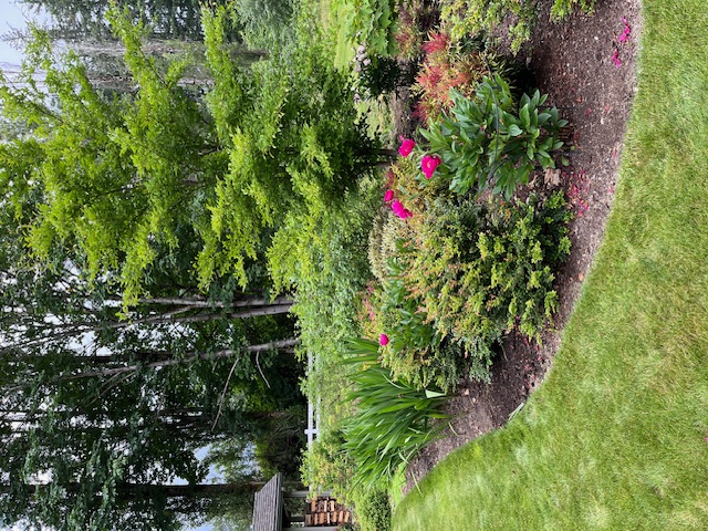 A curved border of conifers and peonies meeting mown lawn