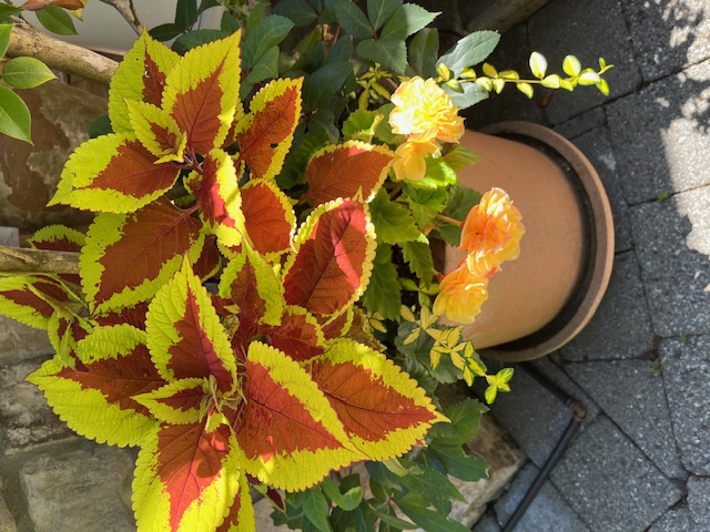 Coleus and yellow begonias in a terracotta pot