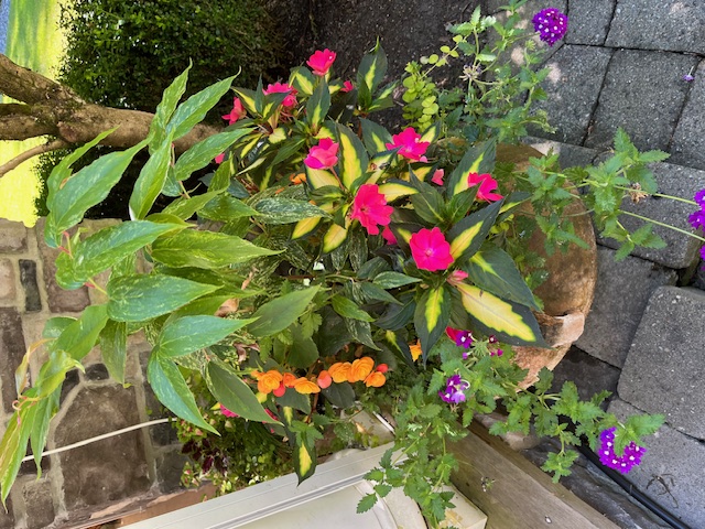 A terracotta container of impatiens, begonia and trailing verbena