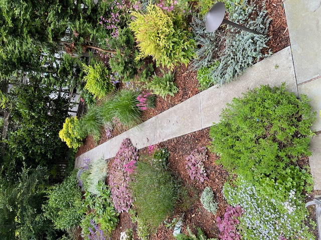 A path edged with layered foliage, heuchera and dwarf conifers